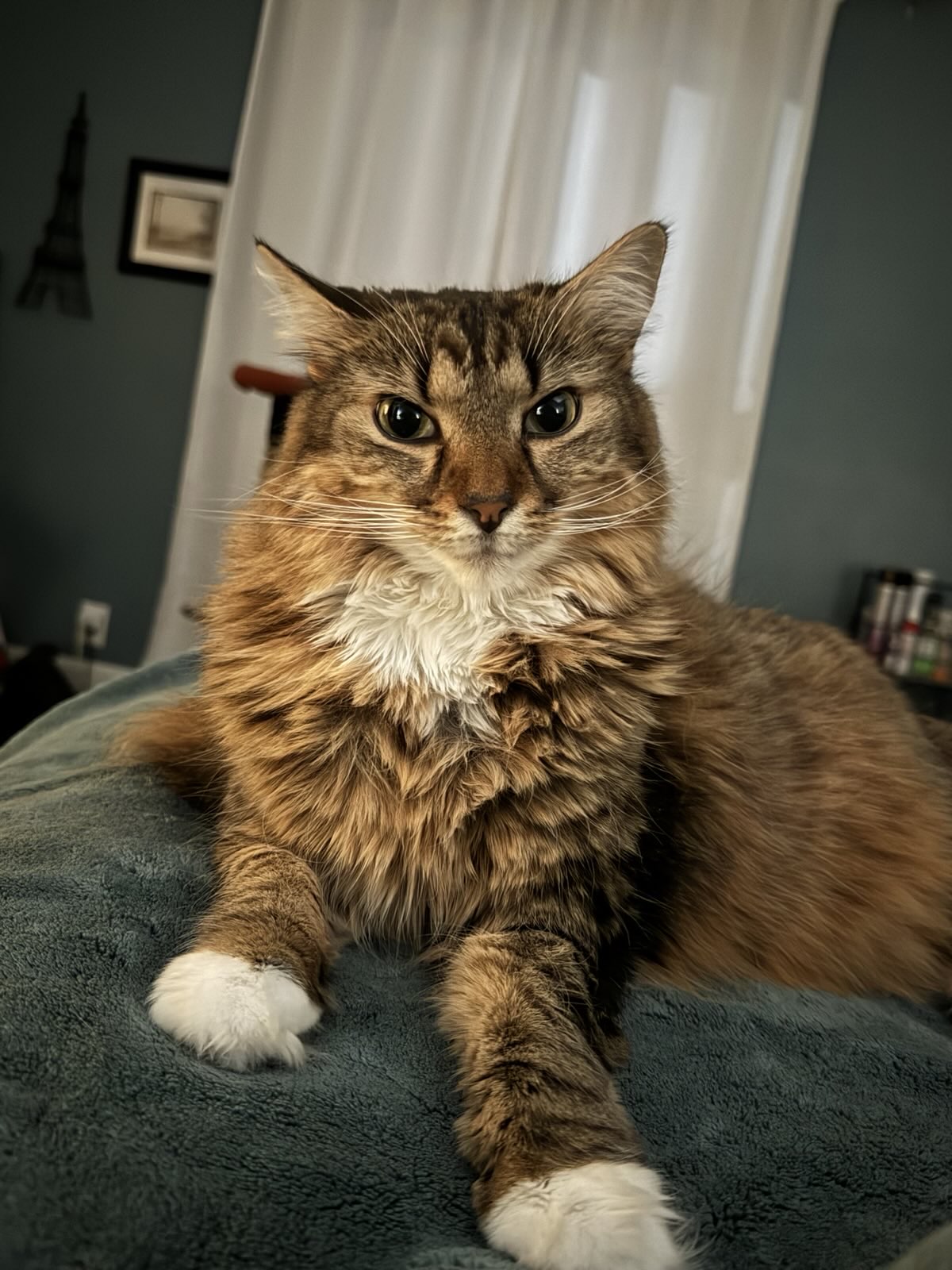 Romey, a long-haired tabby cat sitting with commanding poise and intense eye contact